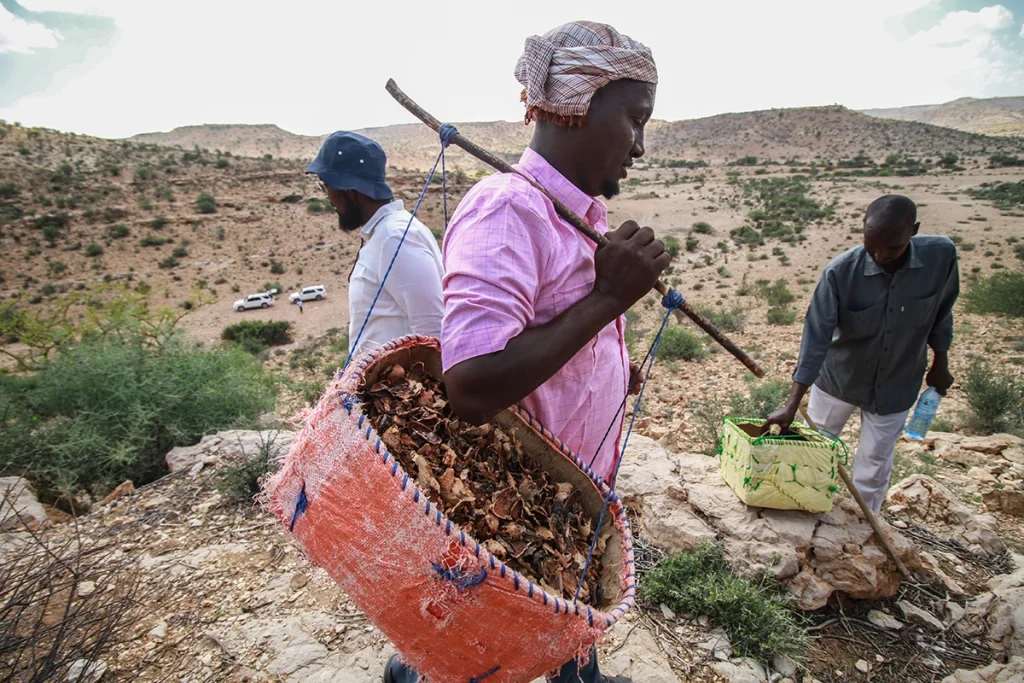 Dr. Mohamed Hagi and local harvesters collecting frankincense resin showcasing the harmony between ancestral knowledge and modern sustainability.